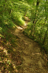 chemin de randonnée dans les bois