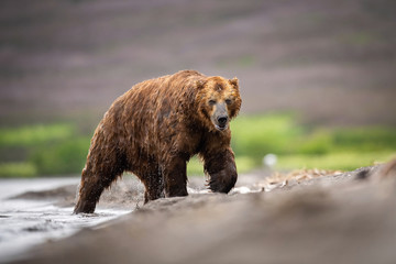 The Kamchatka brown bear, Ursus arctos beringianus catches salmons at Kuril Lake in Kamchatka, running in the water, action picture