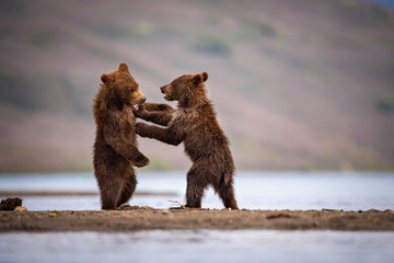 Obraz premium The&nbsp;young Kamchatka&nbsp;brown&nbsp;bear, Ursus arctos beringianus catches salmons at Kuril Lake in Kamchatka, running and playing in the water, action picture