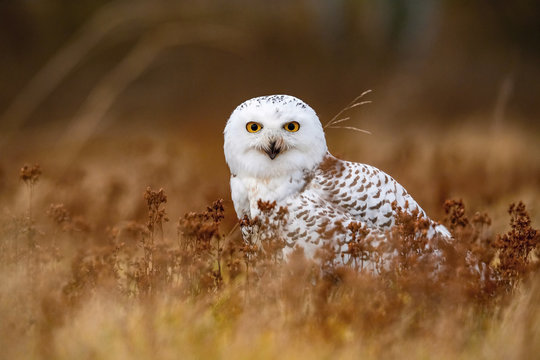 Nyctea scandiaca, Snowy owl The bird is standing on the ground in nice wildlife natural environment of North forest