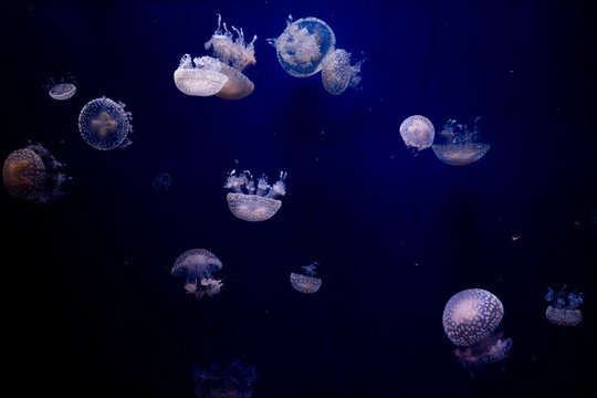 110 5 最適な くらげ 画像 ストック写真 ベクター Adobe Stock