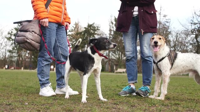 Two young girls in the park for a walk with their dogs. Pets, spring walk with the dog