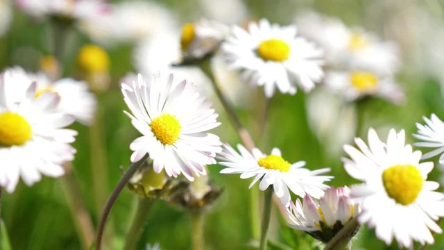 meadow of daisies flower- slow motion