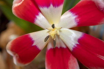 Blooming tulip in early spring with pestles and stamens similar to a human image