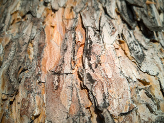 bark of a tree