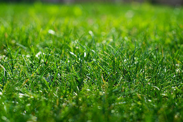 green grass background