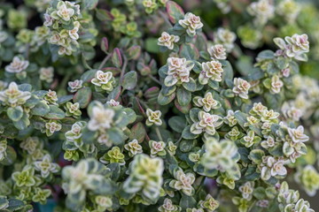 A macro shot of the fresh thyme herbs grown at greenhouse