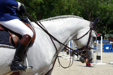 Portrait d'un cheval gris monté pour la détente avant une compétition © Clemence Béhier