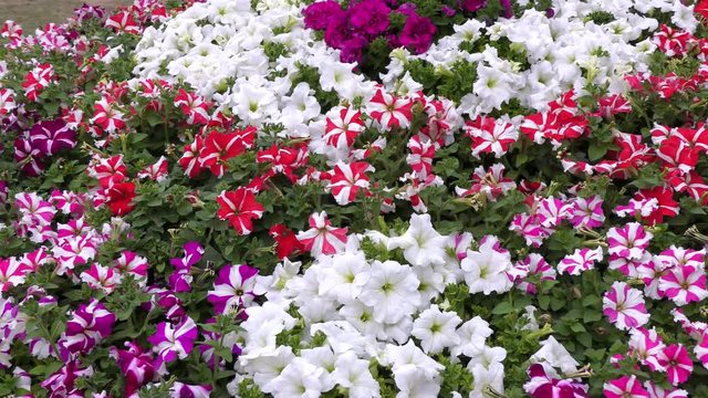 Mixed flowers of various colors on green branches in the park.