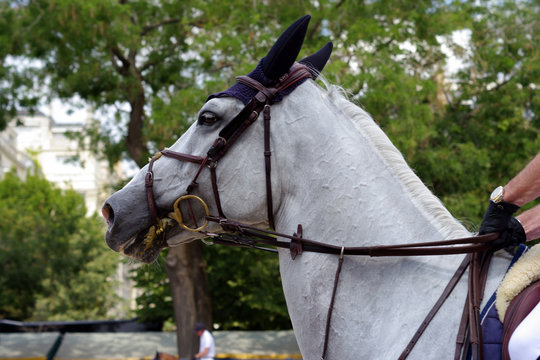 Portrait d'un cheval gris mont&eacute; pour la d&eacute;tente avant une comp&eacute;tition