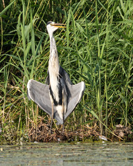 Grey Heron
