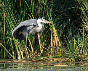 Grey heron