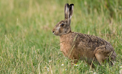 Hare
