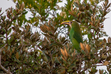 An exotic emerald toucanet perched on a tree, captured at the forest of the mountains near the town of Villa de Leyva, in the central Andes of Colombia.