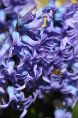 Purple hyacinth spring fresh flower