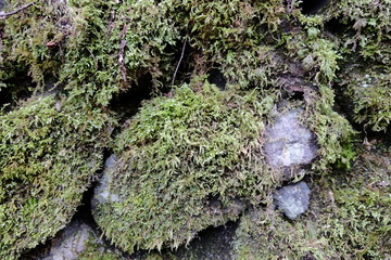 Japanese moss growing on rock over a long time