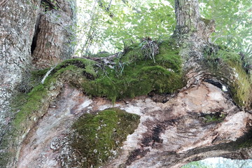 Moss growing on a tree that makes history feel