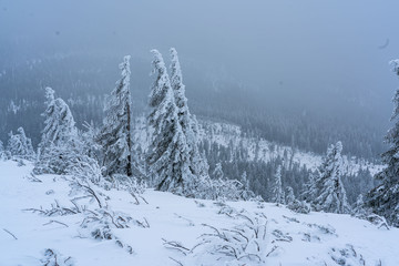 Fototapeta premium Winter am Arber