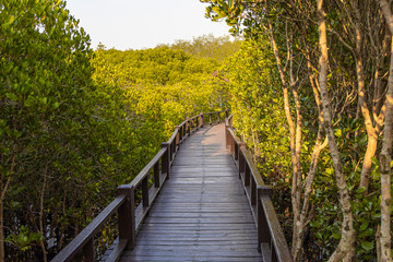 Fototapeta na wymiar Wooden walkway in the mangrove forest background.