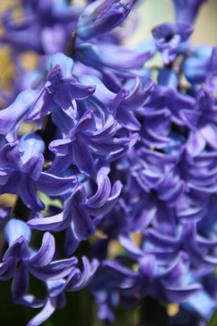 Purple hyacinth spring fresh flower © Estelle R