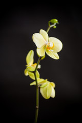 Yellow orchid phalaenopsis flower on a black background