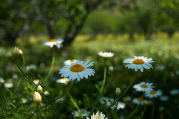 field of daisies