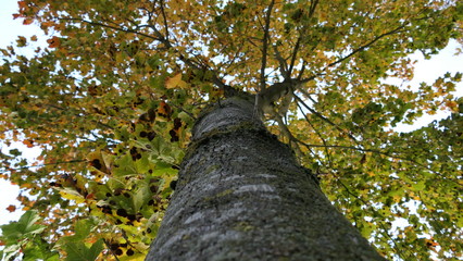 tree in the forest