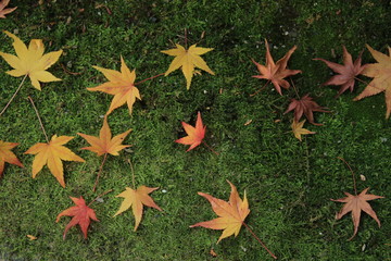 紅葉