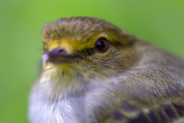 Macro photography of a little golden-faced tyrannulet bird, captured at highlands near the town of Villa de Leyva, in the Andean mountains of Colombia.