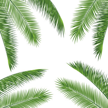 Fropical palm leaves frame botanical vector illustration. Exotic nature card or banner with frame for text isolated on white background. Jungle green leaf floral pattern. Tropical palm leaves card.