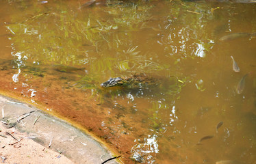 Obraz premium crocodile in a lake in muddy water in natural conditions
