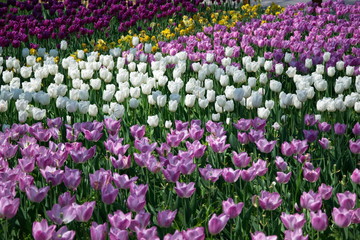 Fototapeta premium Field of Netherlands Purple, White Tulips on a Sunny Day Closeup