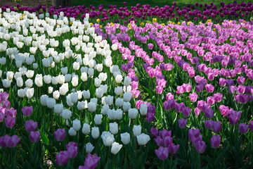 Field of Netherlands Purple, White Tulips on a Sunny Day Closeup