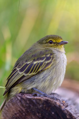 Macro photography of a little golden-faced tyrannulet bird, captured at highlands near the town of Villa de Leyva, in the Andean mountains of Colombia.