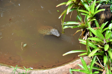 crocodile in a lake in muddy water in natural conditions
