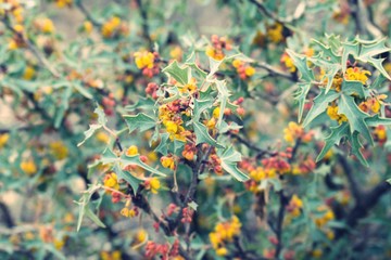 Close up on desert plant with yellow flowers