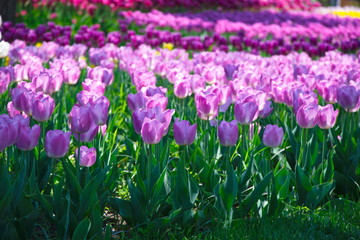 Field of Netherlands  Tulips on a Sunny Day Closeup