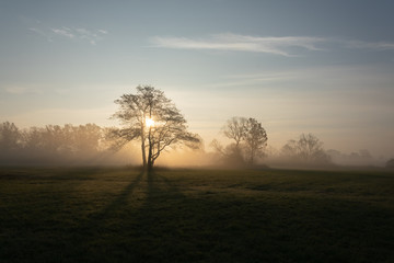 Tree in Backlight on Meadow with Fog