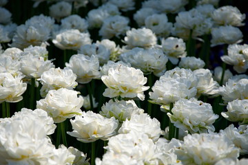 Obraz na płótnie Canvas Field of Netherlands white tulips on a sunny day