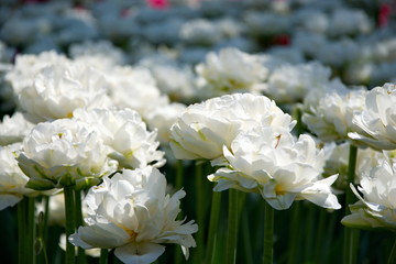 Field of Netherlands white tulips on a sunny day