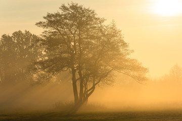 Naklejka na ściany i meble Tree in Sunlight Fog
