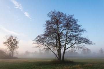 Fototapeta na wymiar Lone Tree in Meadows with Fog