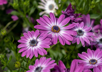 Beautiful osteospermum flowers growing at the nursery