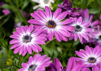 Beautiful osteospermum flowers growing at the nursery