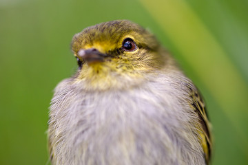 Macro photography of a little golden-faced tyrannulet bird, captured at highlands near the town of Villa de Leyva, in the Andean mountains of Colombia.