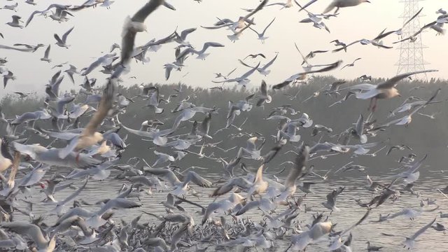 Migratory birds over lake and flying in groups over the water