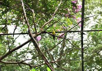 birds in the national park of birds in the wild