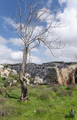 Burned  lightning tree stands in the Gey Ben Hinnom Park - called in the Holy Books as the Blazing Inferno in Jerusalem city in Israel