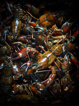 Fresh cray fish