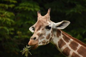 キリン　Giraffe